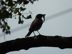 Turdus pilaris