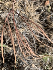 Lomatium simplex