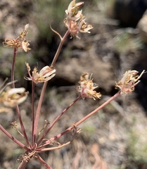Lomatium simplex
