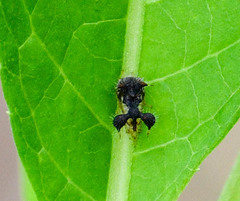 Cyphonia clavigera