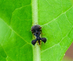 Cyphonia clavigera