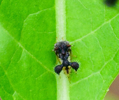 Cyphonia clavigera