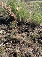 Lomatium simplex