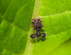 Cyphonia clavigera