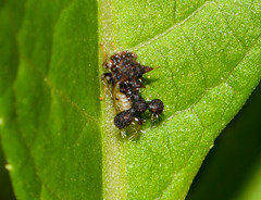 Cyphonia clavigera