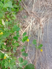 Medicago lupulina