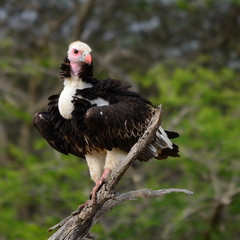 Trigonoceps occipitalis