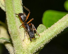 Camponotus renggeri