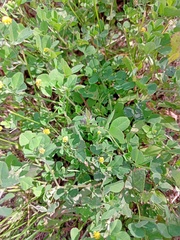 Medicago lupulina
