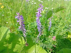 Vicia cracca