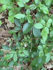 Monilinia vaccinii-corymbosi