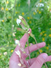 Silene latifolia