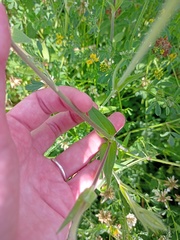 Silene latifolia