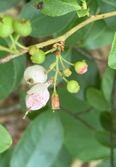 Monilinia vaccinii-corymbosi