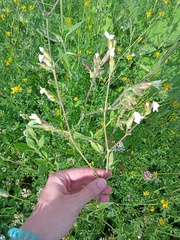 Silene latifolia