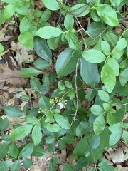 Monilinia vaccinii-corymbosi