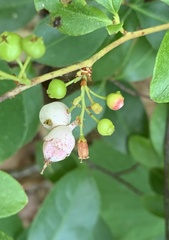 Monilinia vaccinii-corymbosi