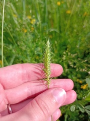 Agropyron cristatum