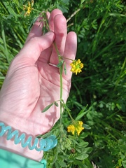 Medicago falcata
