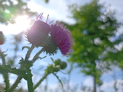 Carduus crispus