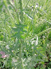 Carduus crispus