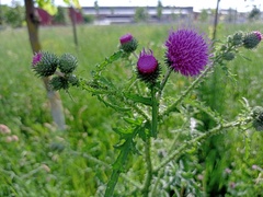 Carduus crispus