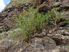 Koenigia alpina