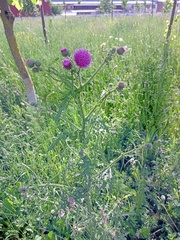 Carduus crispus
