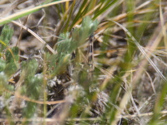 Arcyptera microptera