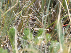 Arcyptera microptera