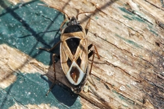 Xanthochilus saturnius