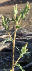 Mentzelia montana