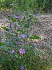 Malva sylvestris sylvestris