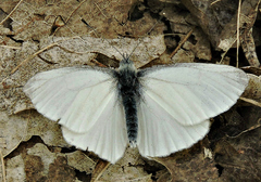 Pieris virginiensis