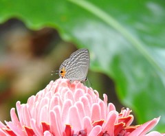 Jamides alecto ageladas