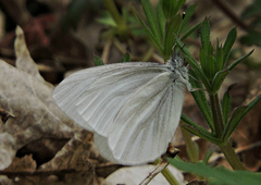 Pieris virginiensis