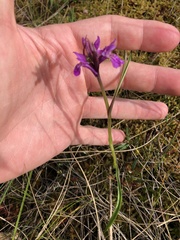 Dactylorhiza traunsteineri
