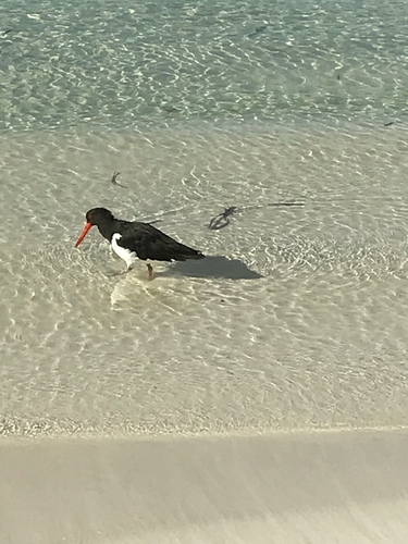 Haematopus longirostris