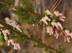 Erica glomiflora