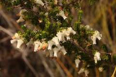 Erica glomiflora