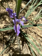 Iris hartwegii australis