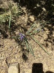 Iris hartwegii australis