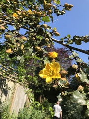 Fremontodendron
