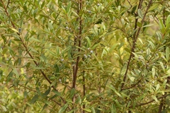 Cassine parvifolia