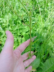 Sisymbrium loeselii