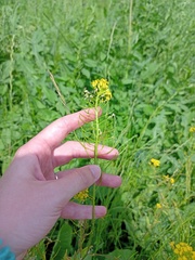 Sisymbrium loeselii