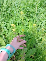 Sisymbrium loeselii