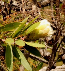 Protea mundii