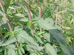Urtica dioica