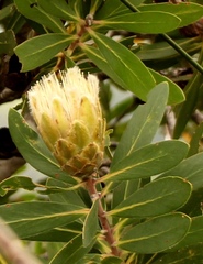 Protea mundii